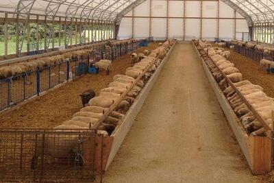  دامداران منتظر تسهیلات حمایتی و بازار رقابتی | زنگ خطر نابودی صنعت دام داخلی به صدا در آمد