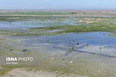  از شمال تا جنوب؛ ۴ تالاب جان دوباره می‌گیرند