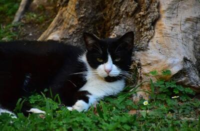  سفر ۵ ماهه گربه زبل از اسپانیا به فرانسه