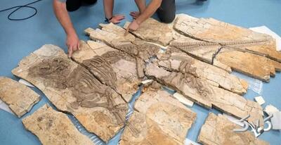  پیدا شدن «اژدهای خاردار» ۱۲۵ میلیون ساله در چین | عکس - مجله اینترنتی کولاک