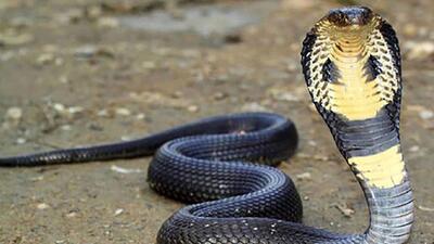  فیلم مستند حیات وحش / ماجرای امروز راز بقا: زنده‌گیری هولناک و نفس‌گیر مار کبری