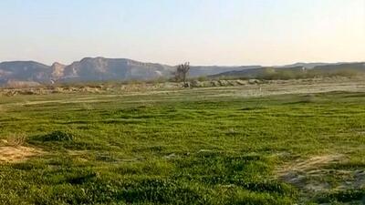  سرسبزی خیره‌ کننده طبیعت بکر مغ احمد در بندرعباس