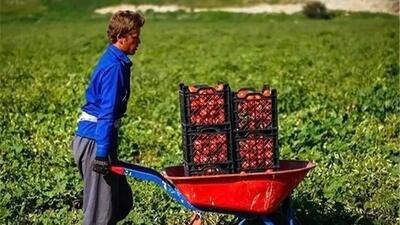  خلاقیتکشاورز تبریزی در آبیاری ابتکاری در زمان بی آبی شاهکاریه در نوع خودش/ هنر نزد ایرانیان است و بس!