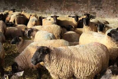  آخرین نرخ دام سبک و سنگین امروز ۲۲ بهمن