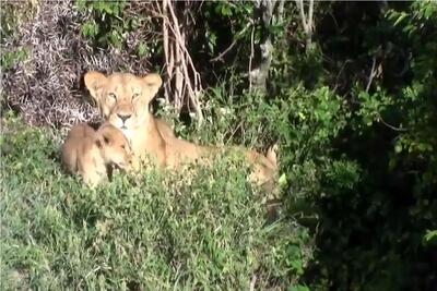  مستند حیات وحش؛ شیر احمقانه توله اشو پرت کرد تو گودال