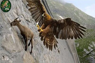  مستند حیات وحش؛ بز فکر میکرد جاذبه پناهشه خنجر خورد یا خیانت جاذبه به بز