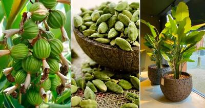  کاشت و پرورش دانه جذاب هل در خانه؛ گیاه آپارتمانی خوش عطر برای استفاده شخصی در غذا