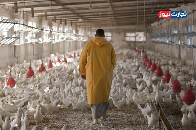  قیمت ارز نهاده‌ها به حدود ۱۲۵ هزار تومان رسیده است / ثباتی در قیمت مرغ و طیور شکل نمی‌گیرد