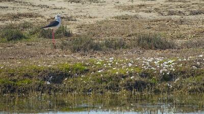  ۴ تالاب جان دوباره می‌گیرند