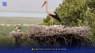  اسکان اجباری لک‌ لک‌های مهاجر ‌در شهر ‌ری