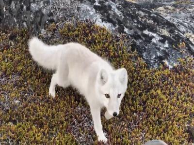  چرا روباه قطبی اینقدر به انسان نزدیک می‌شود؟