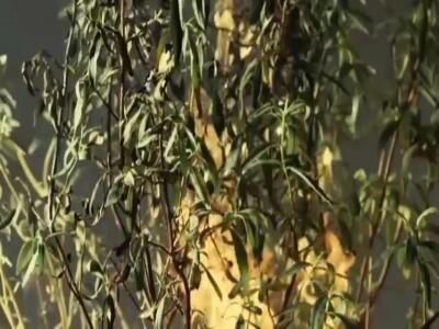 «گیاه خودکشی‌کننده» استراتژی بقا بسیار جالب