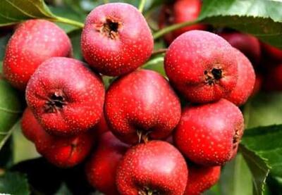  دمنوش زالزالک و قلب سالم؛ چگونه این نوشیدنی طبیعی فشار خون و کلسترول را کنترل می‌کند؟ / راز سلامت قلب؛ دمنوش زالزالک، تقویت عروق و پیشگیری از بیماری‌های قلبی