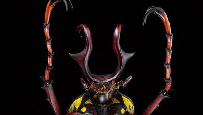  سوسک آسیایی درشت اندام (+عکس)