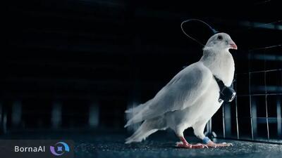  پرواز کنترل‌شده کبوتر‌ها با مغز مصنوعی؛ فناوری روسی جایگزین پهپاد‌ها می‌شود