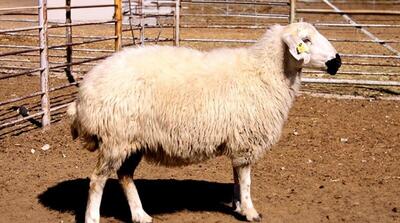  مایه‌کوبی بیش از۳۰ هزار رأس دام در رودان