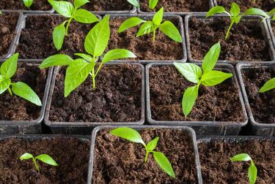  شوری خاک چه تاثیری در رشد نهال دارد ؟