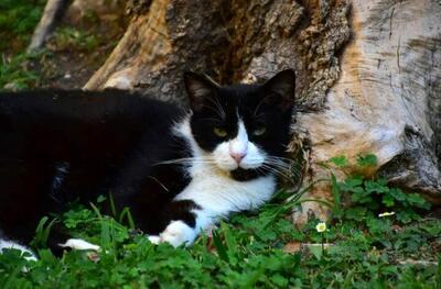  داستان عجیب یک گربه که بعد از ۵ ماه به خانه برگشت