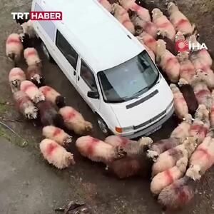  چرخش عجیب گله گوسفندان دور یک خودرو