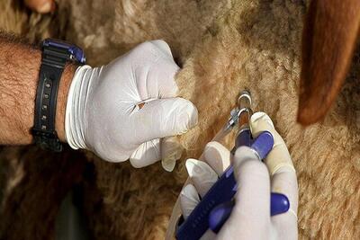  مایه‌کوبی بیش از ۳۰ هزار رأس دام در رودان