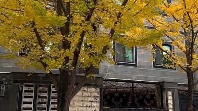  فیلم شهسوار زیبا / نگاره‌ ای از شجاعت و زیبایی