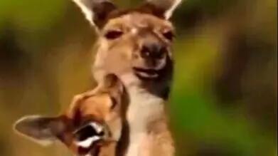  فیلم/مستند حیات وحش حیوانات /  این داستان: بغل عاشقانه کانگرو و بچه اش بعد از تعقیب و گریز از دست سگ دینگو