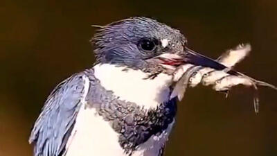  باکلان باهوش پنج ماهی را گرفت /  اما تنها یک ماهی را نگه داشت!