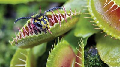  فیلم گیاه گوشت خوار درحال شکار