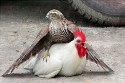  مستند حیات وحش؛ خروس کاری با عقاب کرد تو تاریخ پرندگان بنویسن