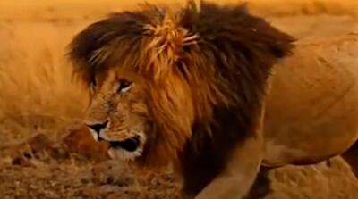  سرنوشت قوی پنجه ترین شیر را ببینید
