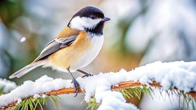  هشدار بارش برف و باران در این استان ها/ سامانه بارشی جدید از شنبه وارد کشور می‌شود