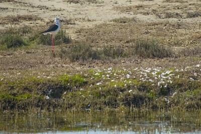  ۴ تالاب کشور جان دوباره می‌گیرند
