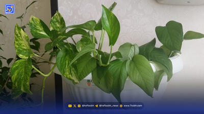  گفتگو با گیاهان ممکن شد