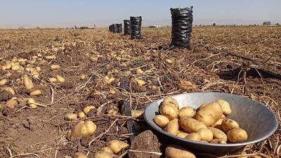  خبر خوش برای کشاورزان/ نرخ خرید سیب‌زمینی و پیاز مشخص شد