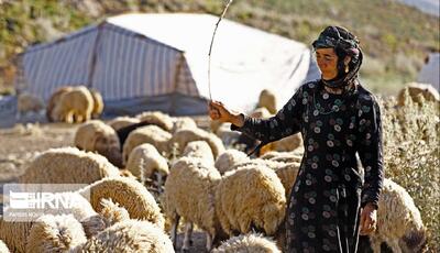  ۳۳ هزار تن نهاده دامی در مناطق عشایری لرستان توزیع شد
