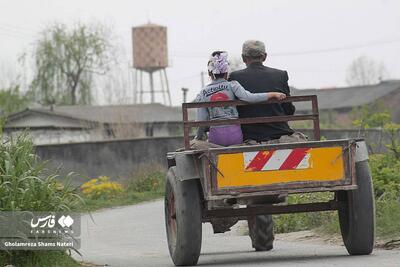  تیلرچی‌ها مشغول کارند