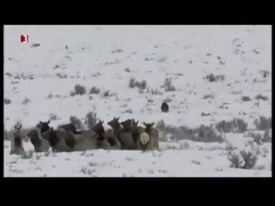  همکاری گرگ ها برای شکار گوزن در حیات وحش