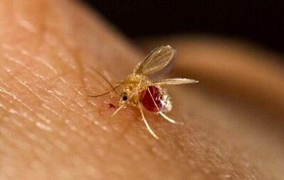  ابتلای ۴۸۰۰ نفر به بیماری سالک در کشور