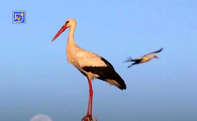  اسکان اجباری مهاجران بالدار در شهرری!