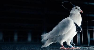  روس‌ها این پرنده را به پهپاد زنده تبدیل کردند!