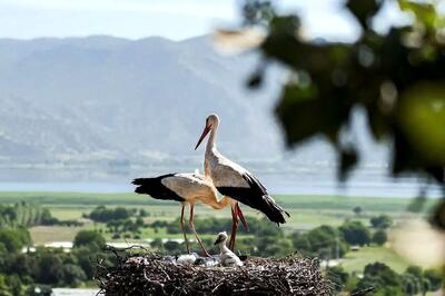  بازگشت لک‌لک‌ها نماد تاریخی زیست‌پرندگان در ملک ری