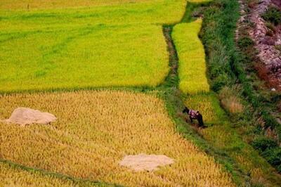  درخواست جنجالی استاندار گیلان : تغییر کاربری زمین های کشاورزی به مسکونی