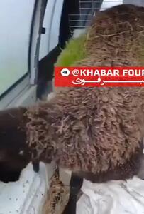  روییدن علف‌ در پشم گوسفندی در اسپانیا! + فیلم