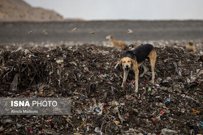  پیامدهای زیست‌محیطی گسترده‌ دفن سنتی پسماند برای تهران
