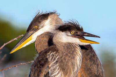  عکس های منتخب حیات وحش هفته جهان