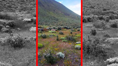  فیلم لحظه ناب حضور پوما در زیستگاه طبیعی