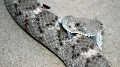  مستند حیات وحش حیوانات / لحظه ترسناک نیش زدن مار به خودش با سر قطع شده