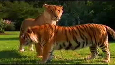  فیلم معرفی لایگر بزرگ ترین گربه سان دورگه