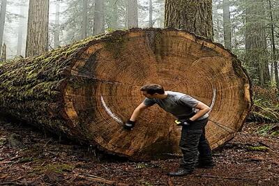  معماری خلاقانه؛ داخل تنه ی تنومند درخت خونه ساخت هر کی ببینه میره جنگل زندگی کنه