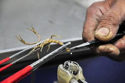  مستند حیات وحش؛ زهر عقرب گرونترین مایع جهان که هر لیترش چند میلیون دلار قیمت داره!